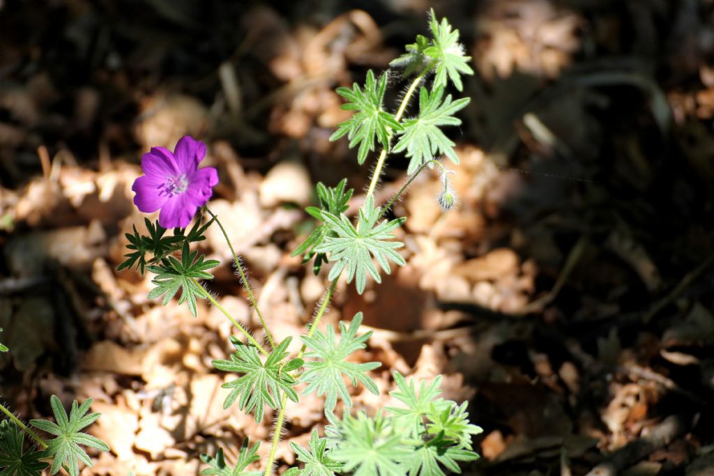 Geranium sanguineum